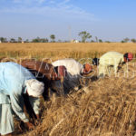 A group of men harvesting, Nasiabad, Balochistan, April 4, 2015