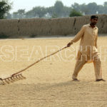 A man processing the rice crop, Patoki, Punjab, November 3, 2014