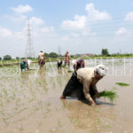 A man seeding the rice plants, Shaikhupura, Punjab, July 1, 2017