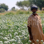 Farmer in onion field, Kirthar National Park, Sindh, March 5, 2013