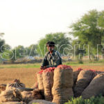 Farmer with onion crop, Nasirabad, Balochistan, April 4, 2015