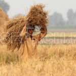 Farmer with rice Crop, Patoki, Punjab, November 3, 2014