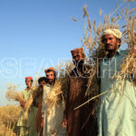 Happy farmers, Nasirabad, Balochistan, April 4, 2015