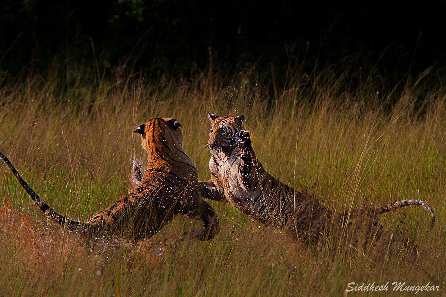 Siddhesh Mungekar (3)