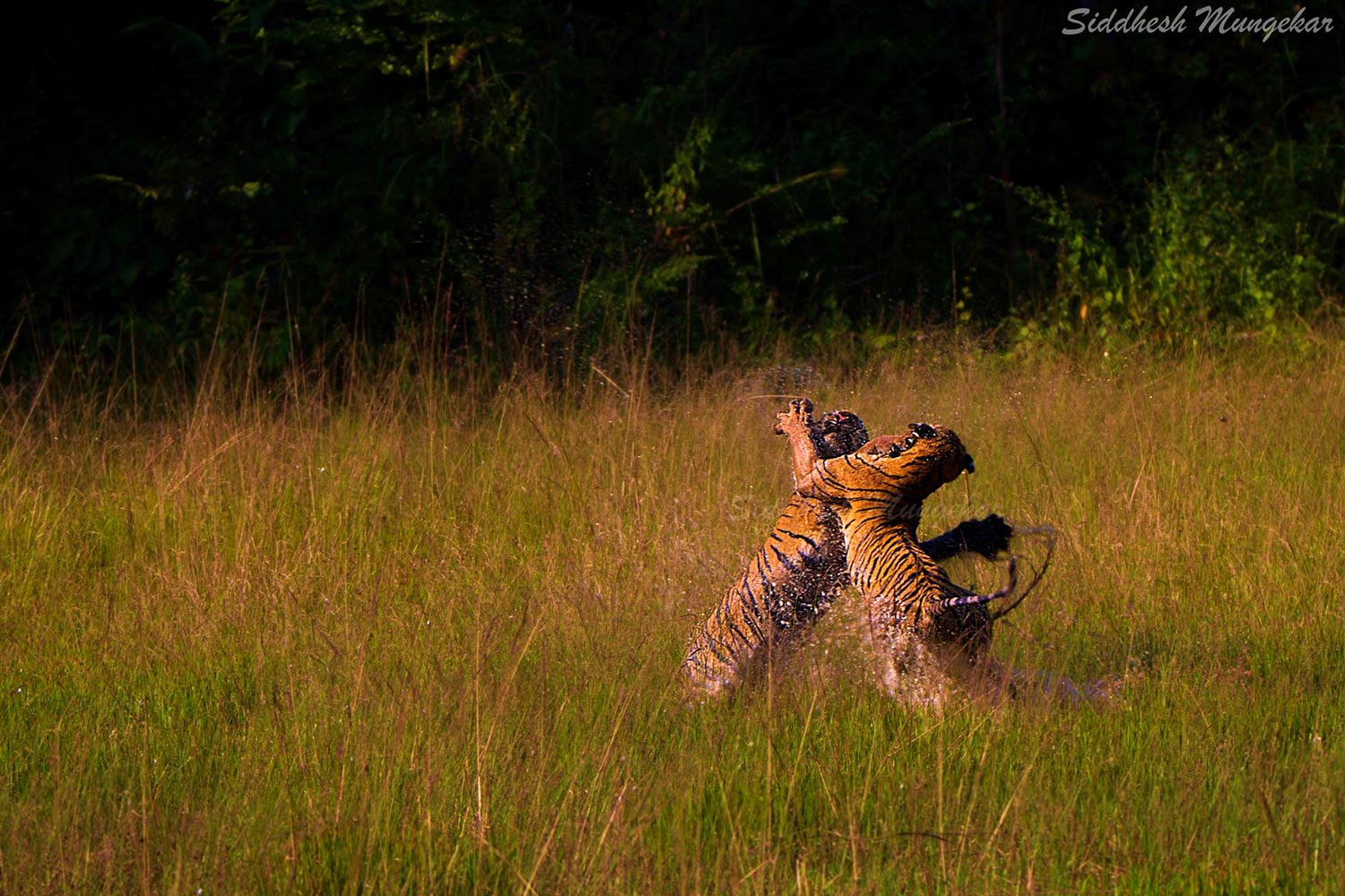 Siddhesh Mungekar (4)