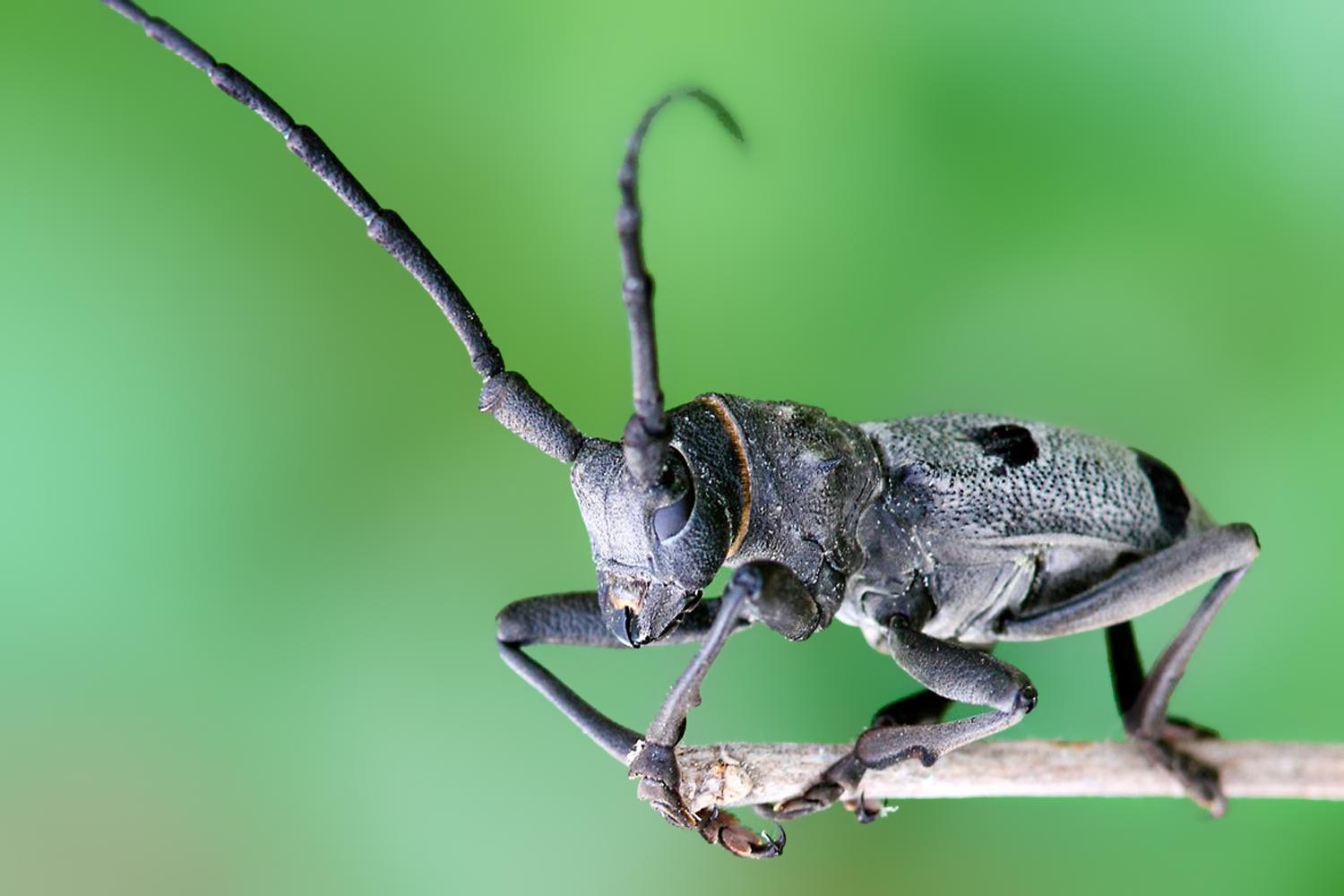  A grey and black longhorn beetle perches on a brown branch against a blurred green background.