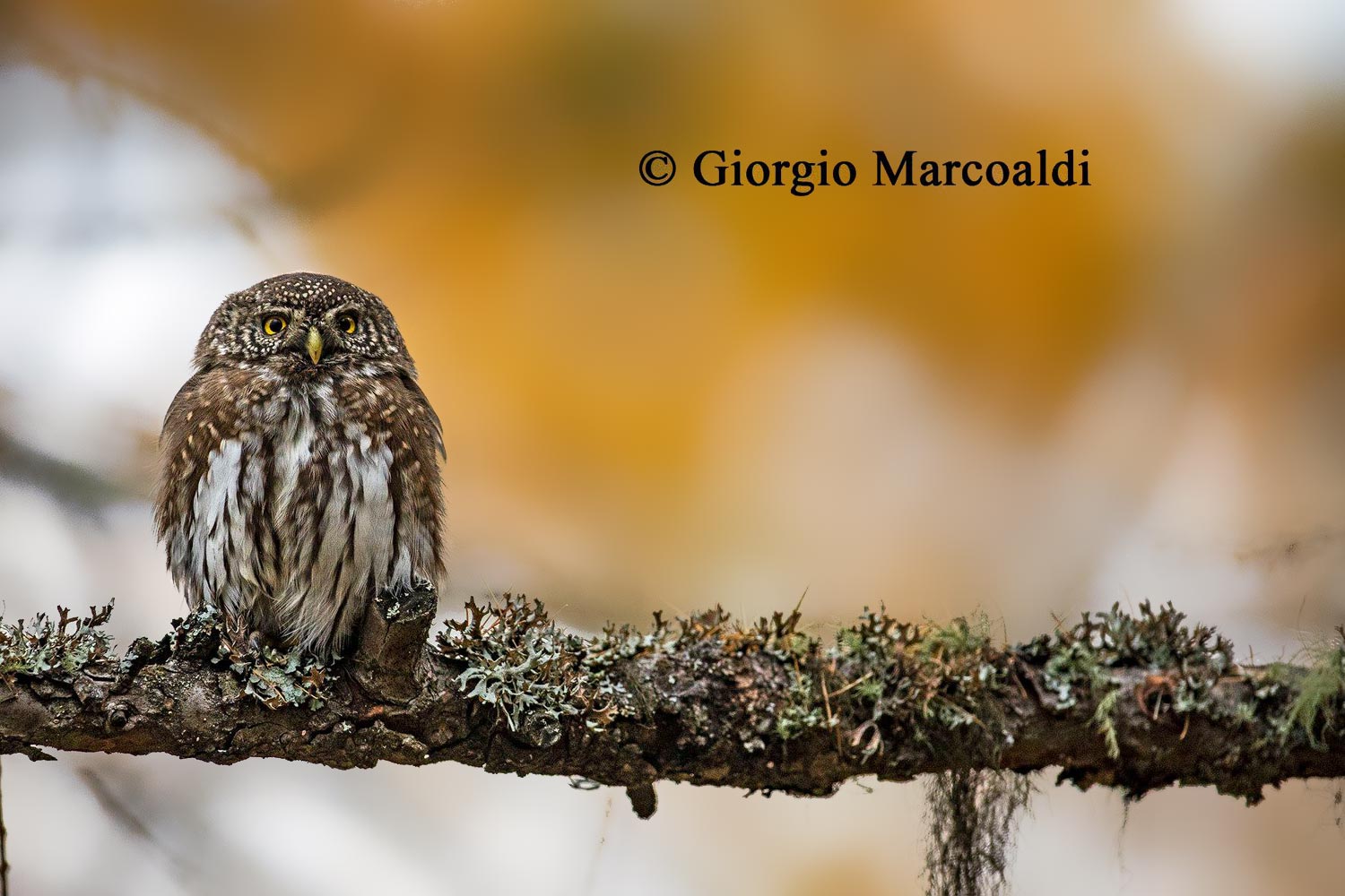 Giorgio Marcoaldi (2)