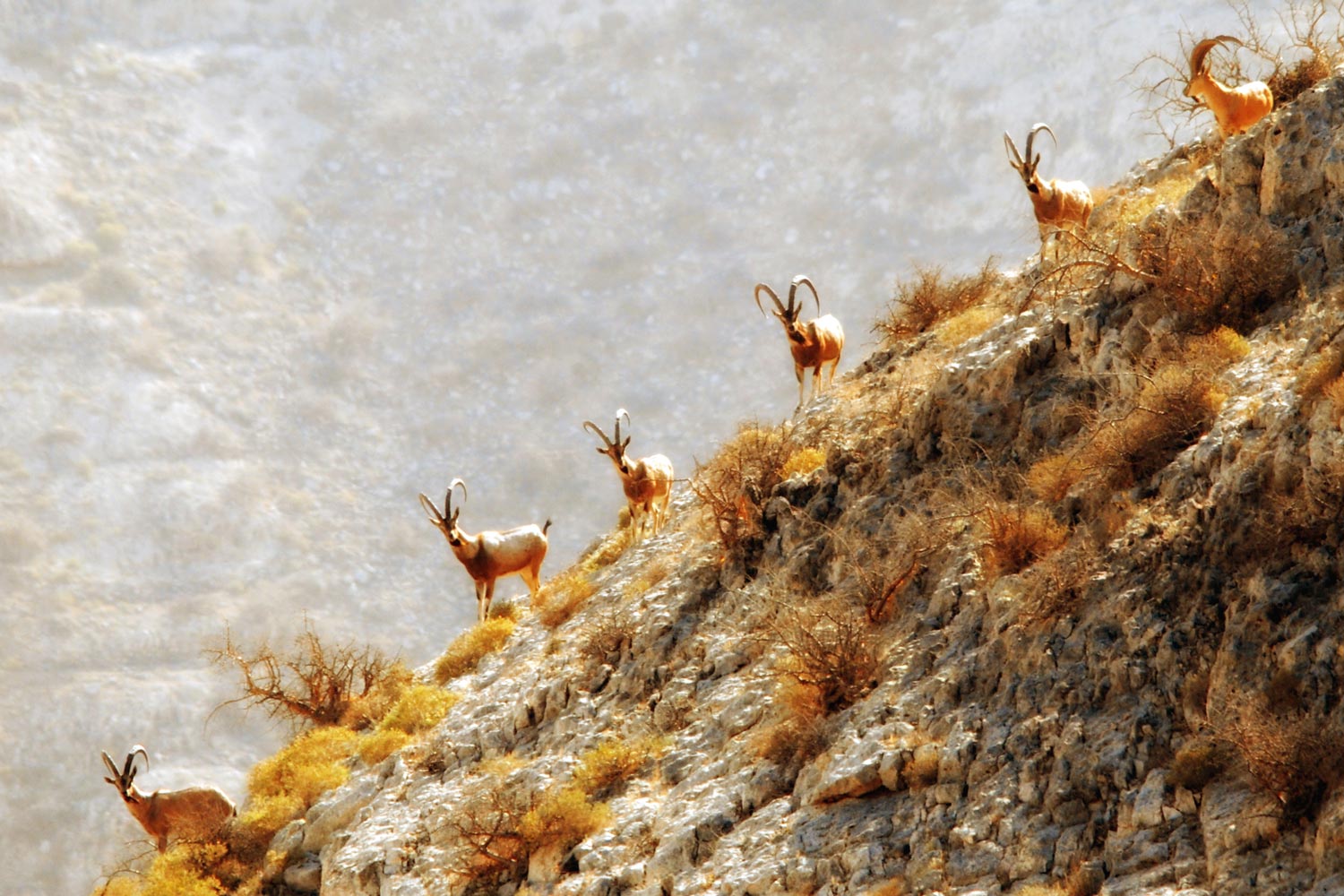 Ibex, Kirthar National Park, Sindh, Pakistan