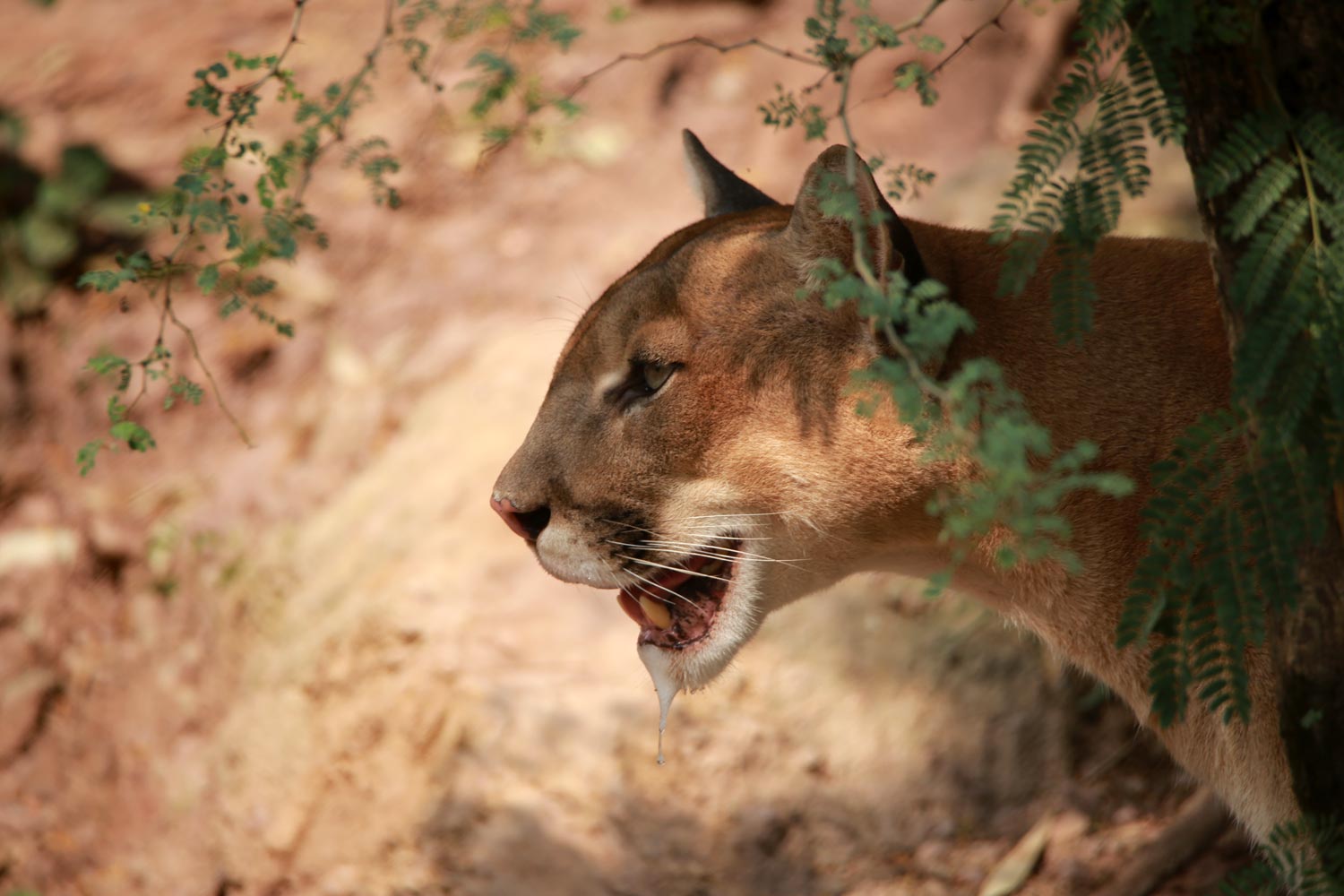Cougar – Mountain Lion