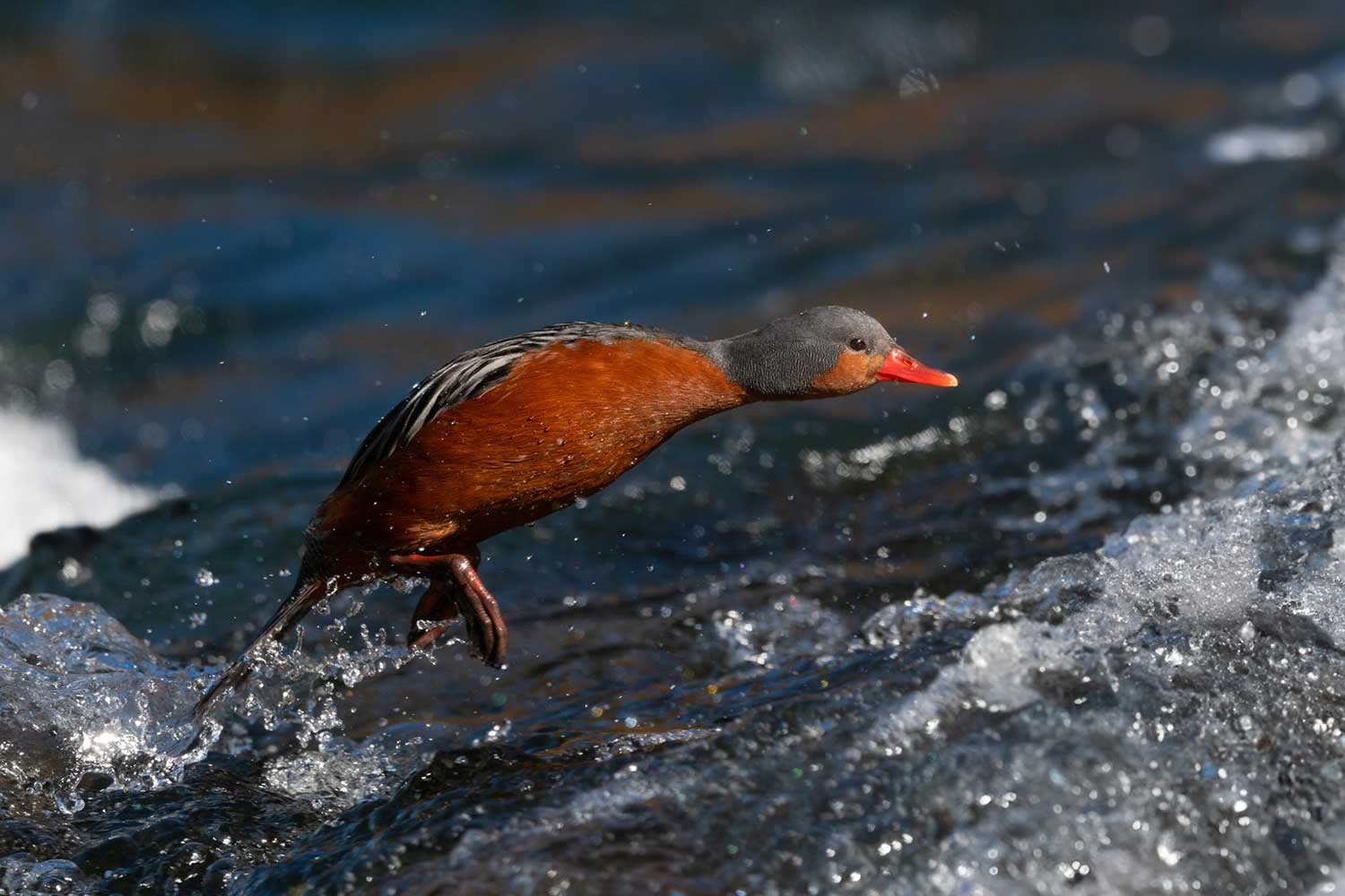 Aves de Valdivia (2)