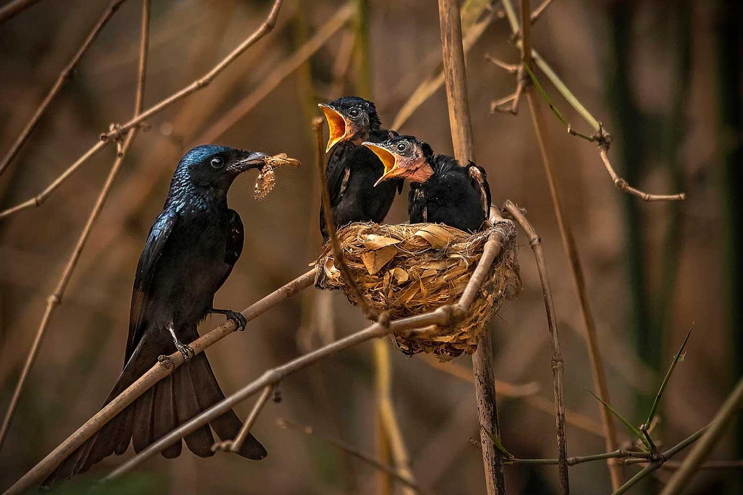 Prabir Kumar Das (4)