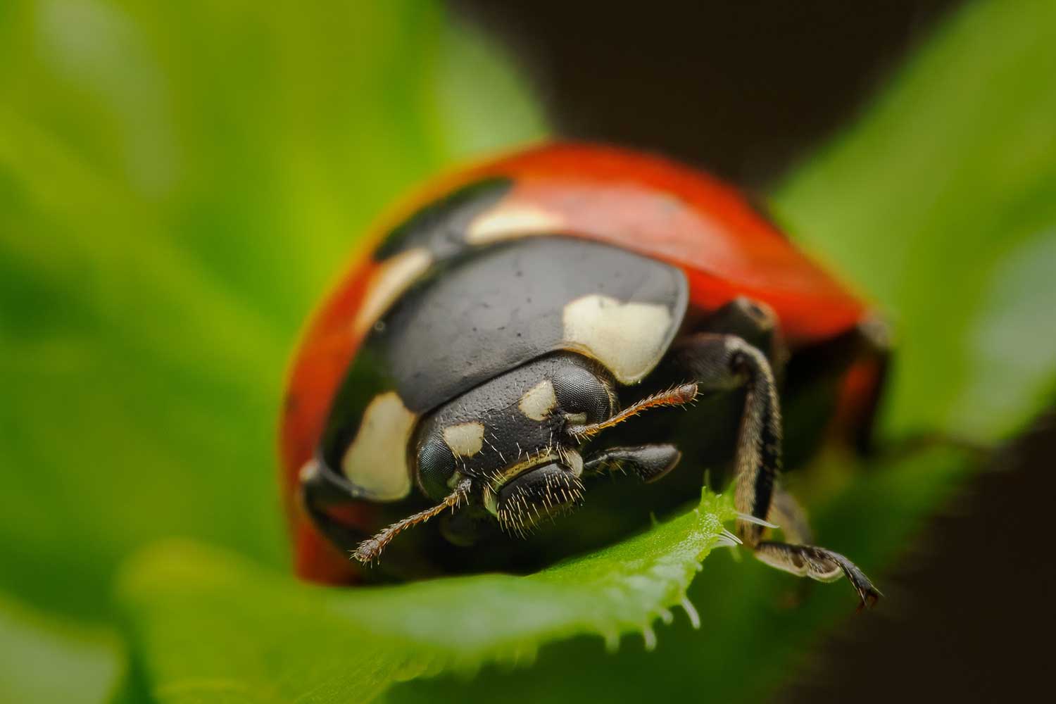 Rasto Megyessi (3)