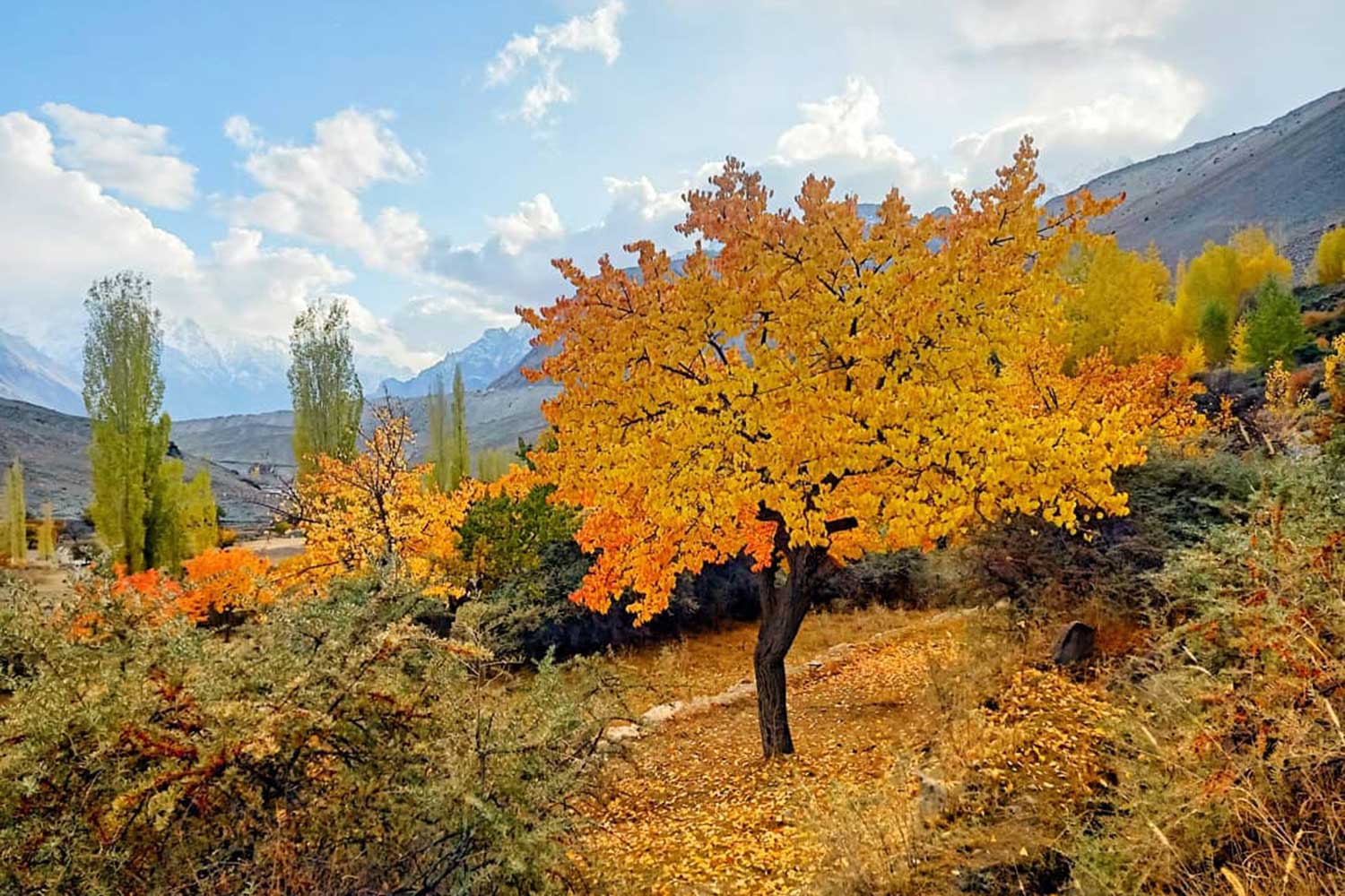 Chaudhary Umer (4)