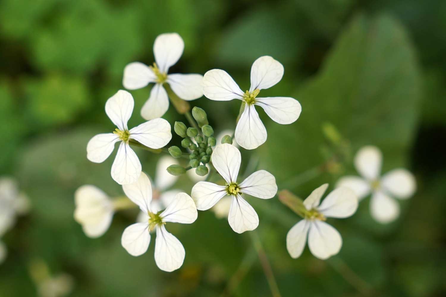 Tak Wa (3)