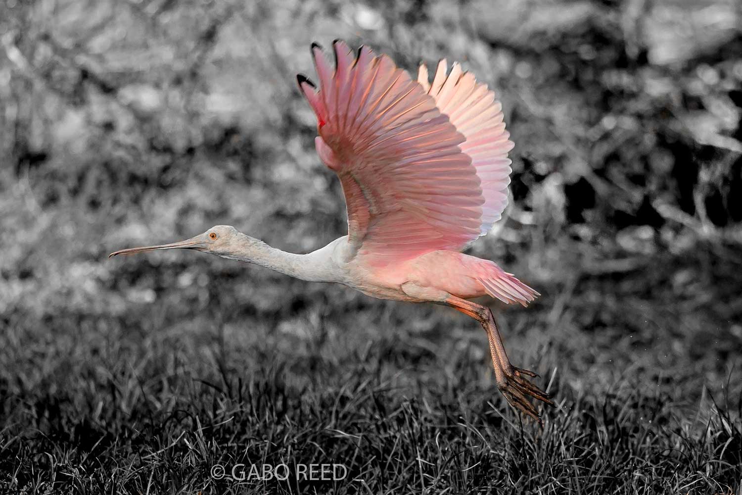 Gabo Reed (3)
