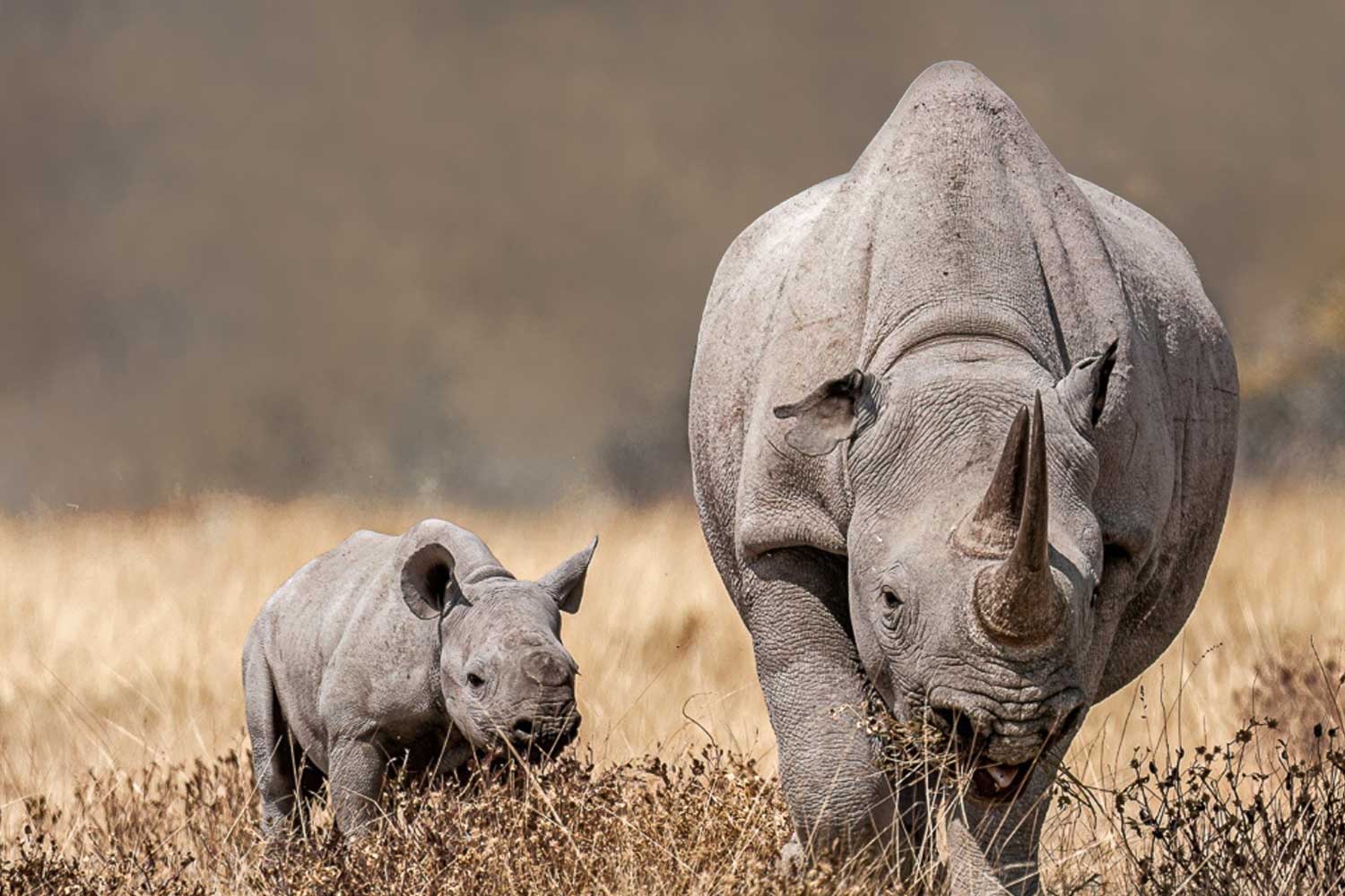 Gian Maria Rosso (1)