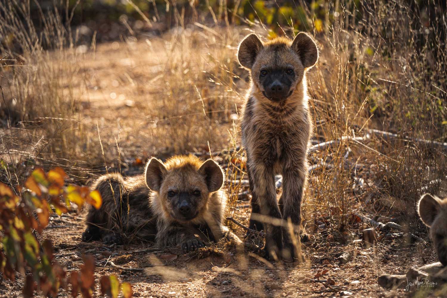 Gian Maria Rosso (4)