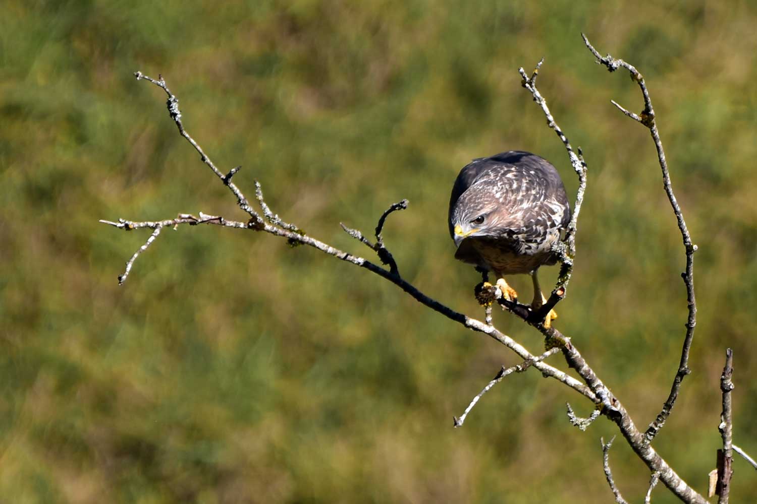 Juliette Evasion (4)