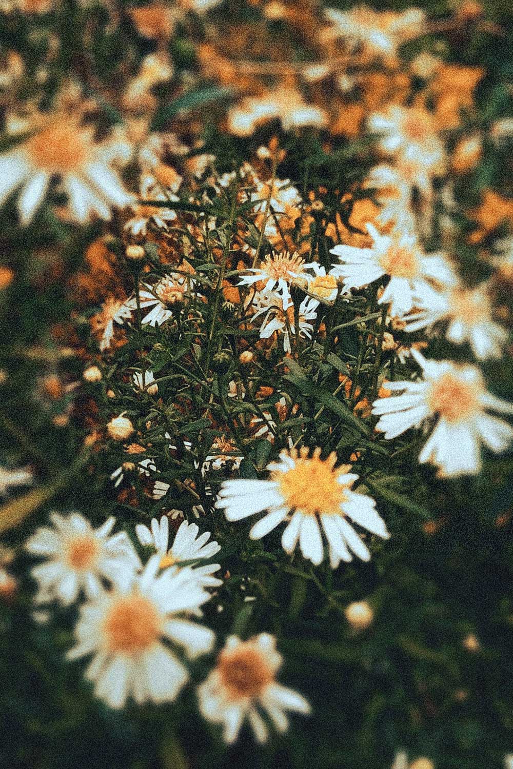 Lagertha Lothbrok (4)