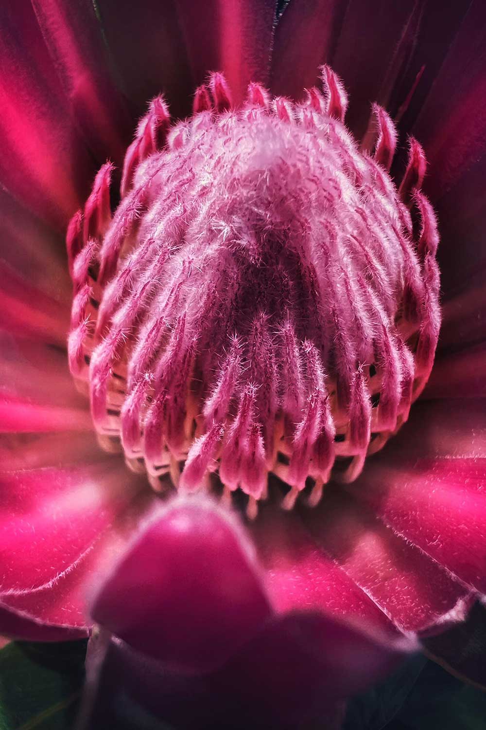 Maria Jooo Viana (1)