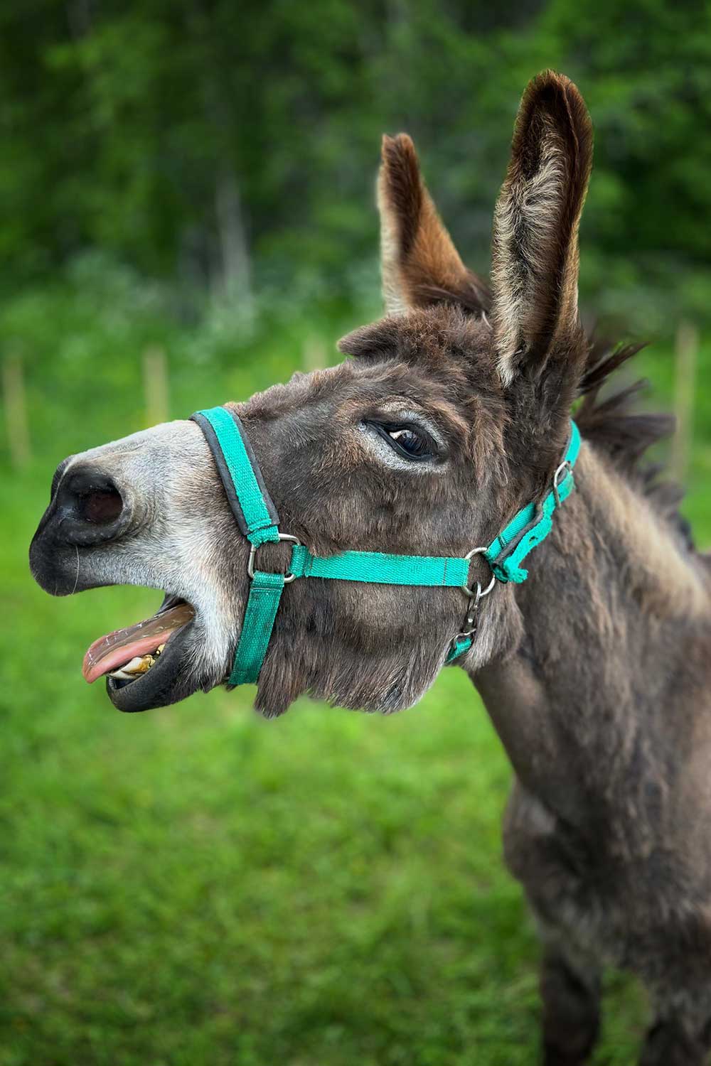 Maria Jooo Viana (2)