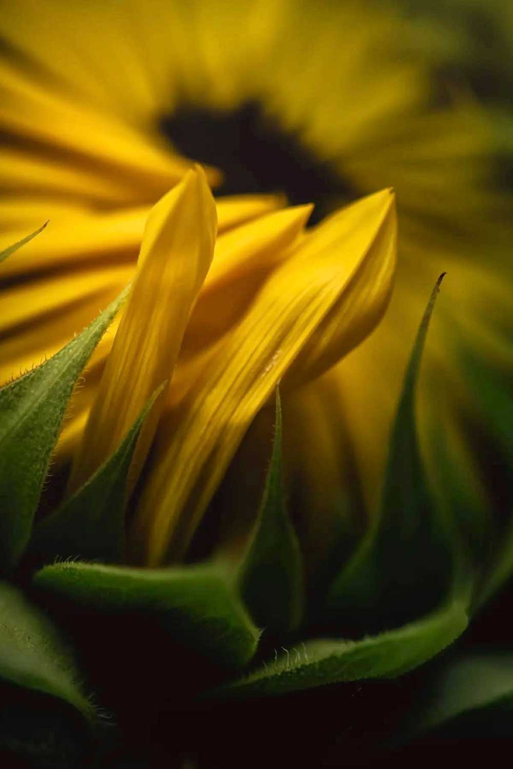 Maria Jooo Viana (3)