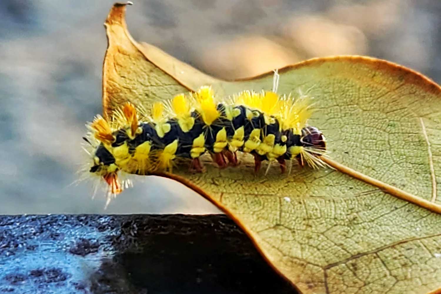 Marcele Siqueira (1)