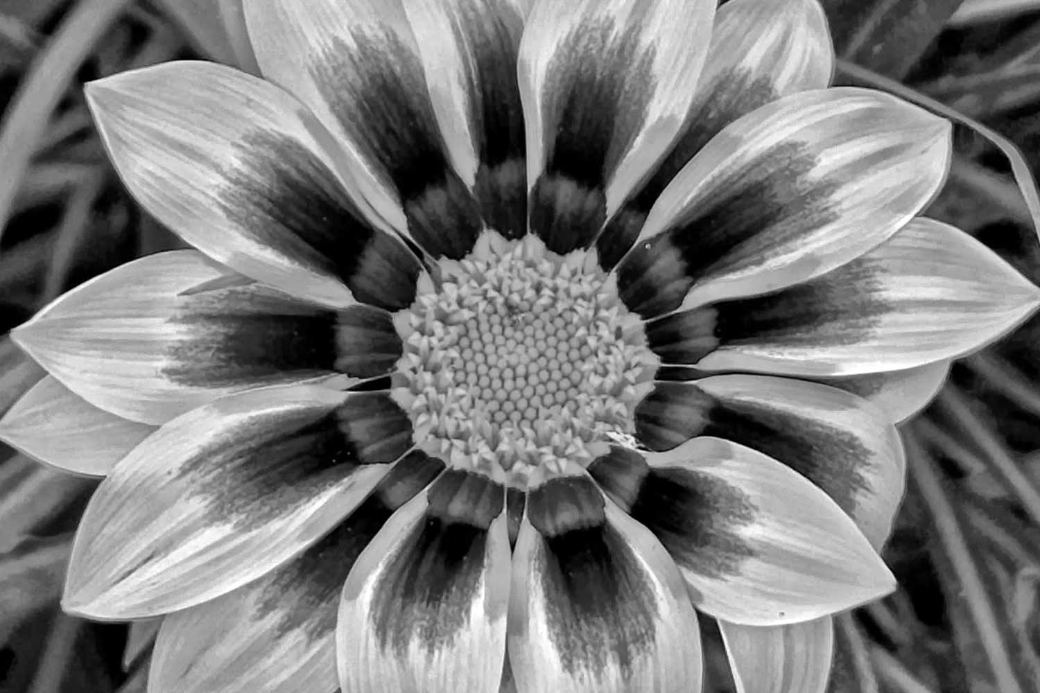 Marcele Siqueira (2)