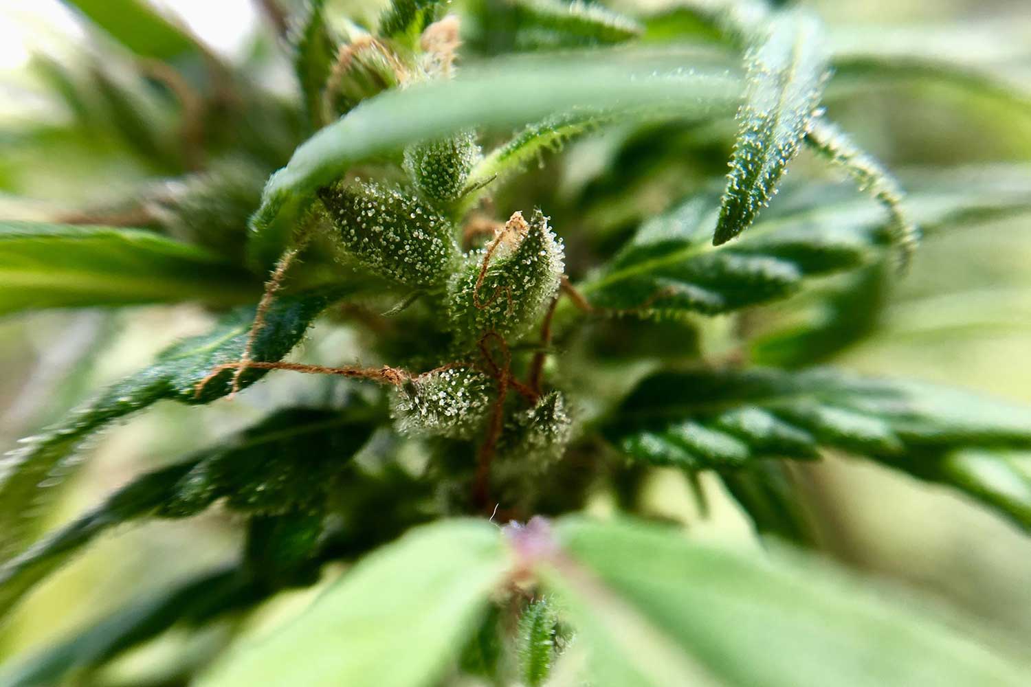 Manuela Zapata Franco (1)