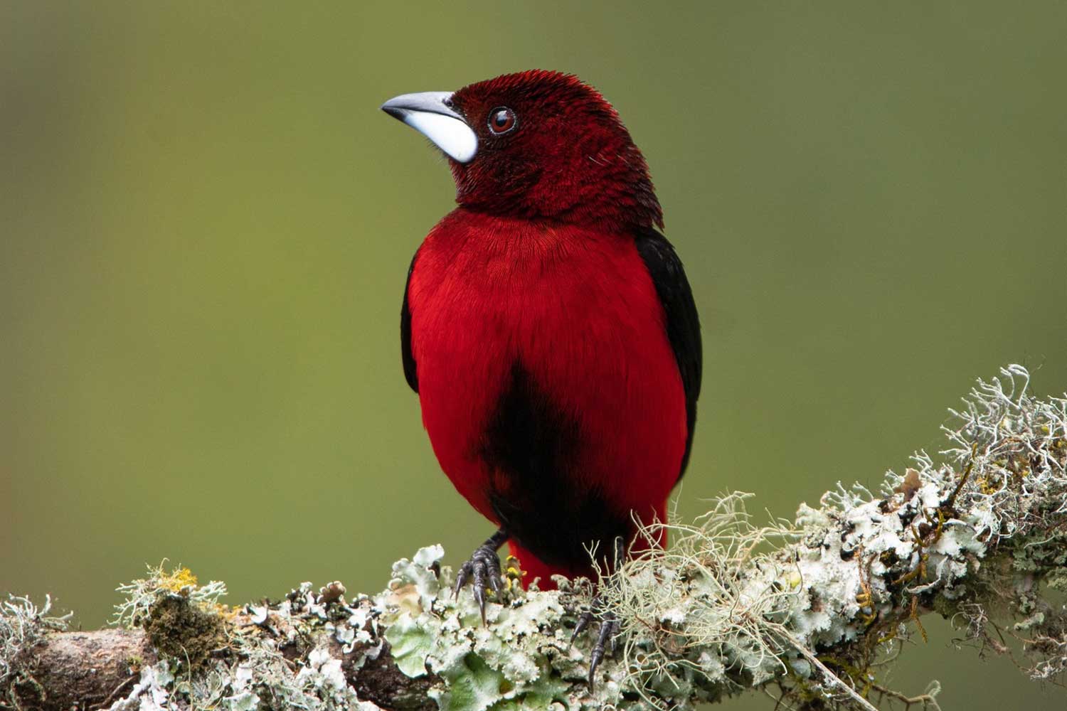 Manuela Zapata Franco (2)