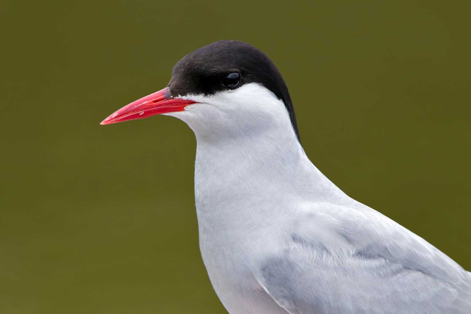 Manuela Zapata Franco (3)