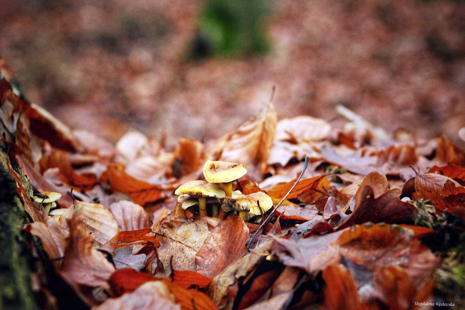 Magdalena Weclewska (2)