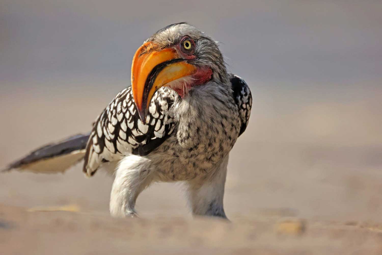 Dimitar Nedelchev (1)