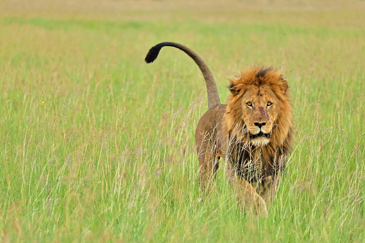 Dimitar Nedelchev (2)