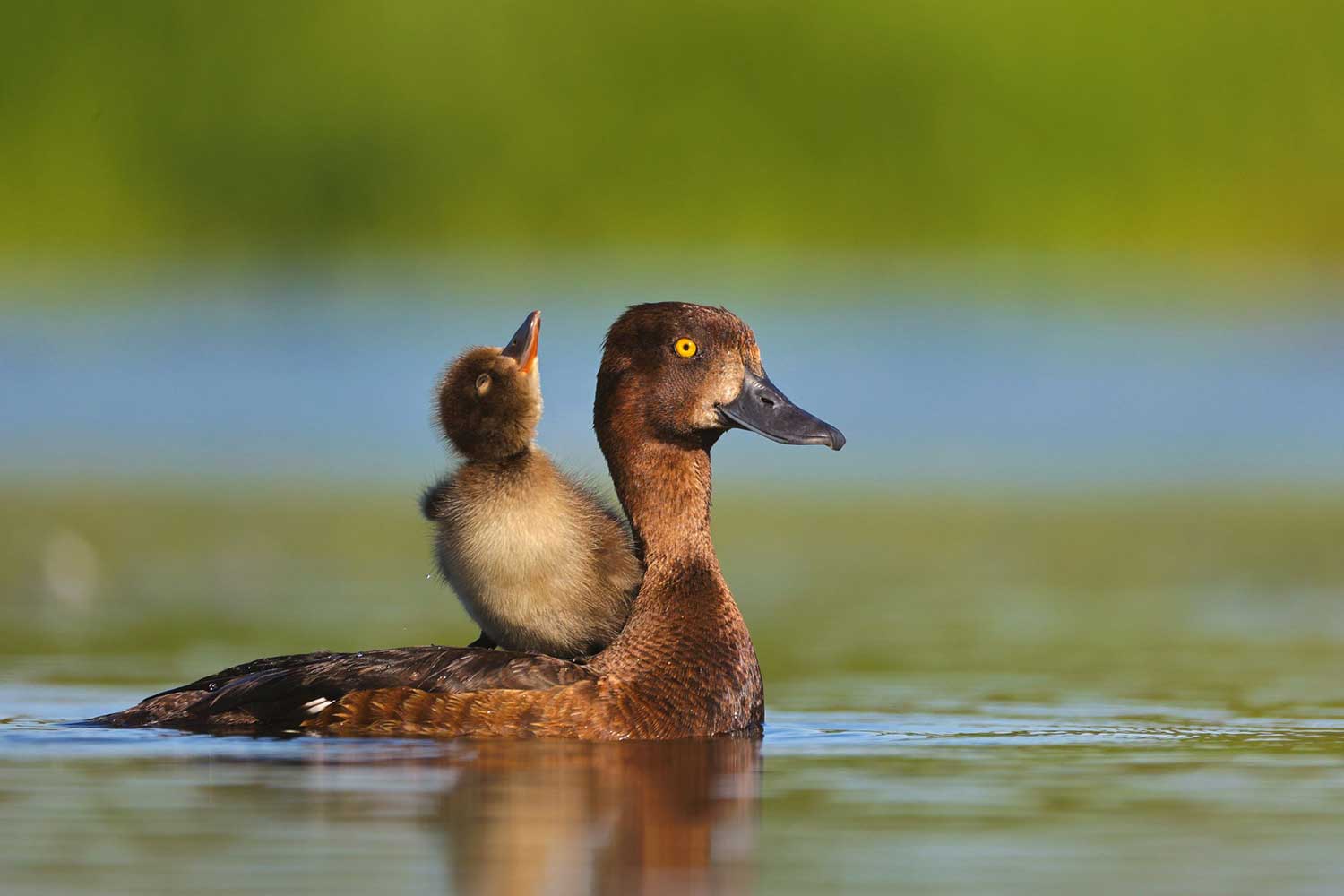 Dimitar Nedelchev (3)