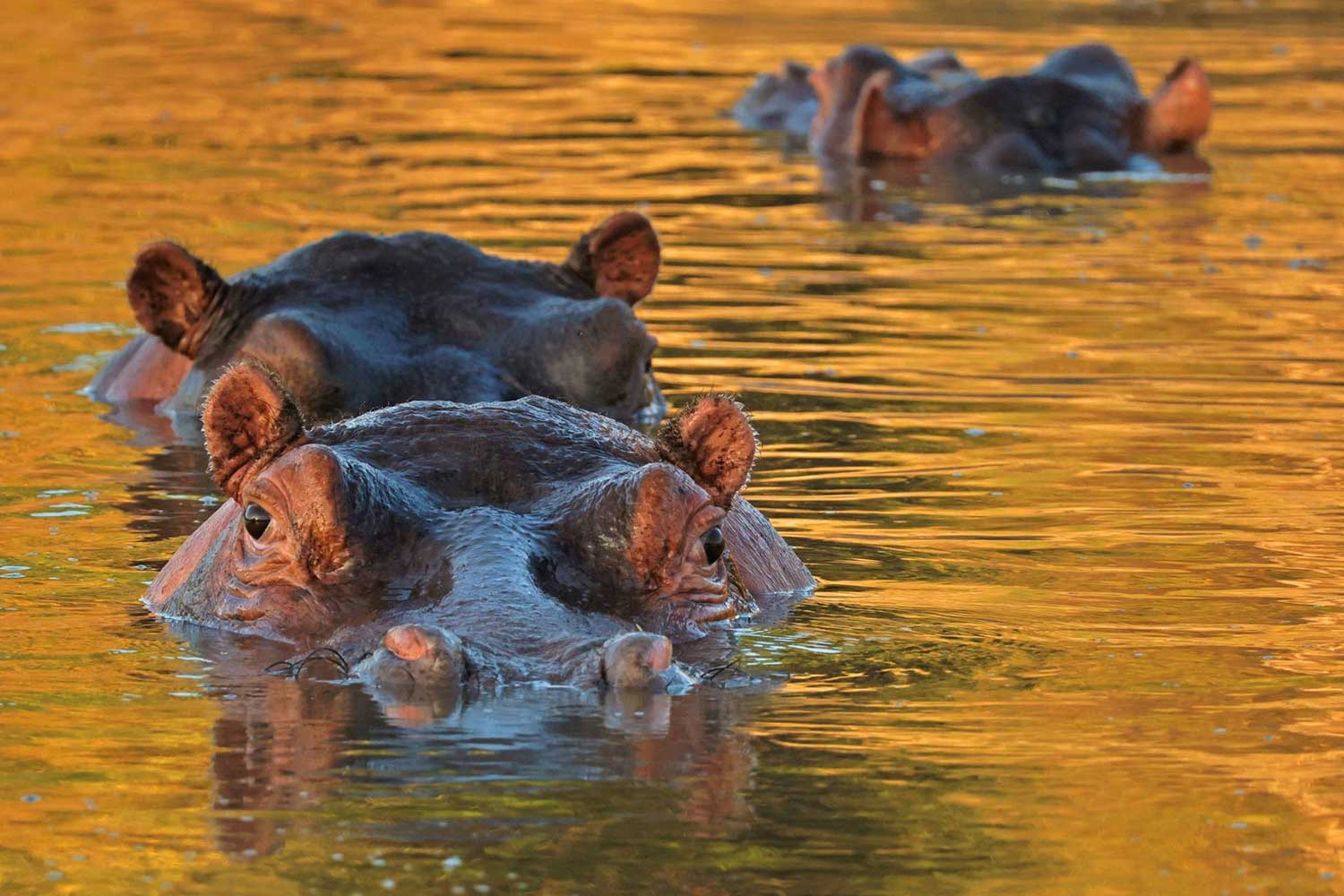 Dimitar Nedelchev (4)