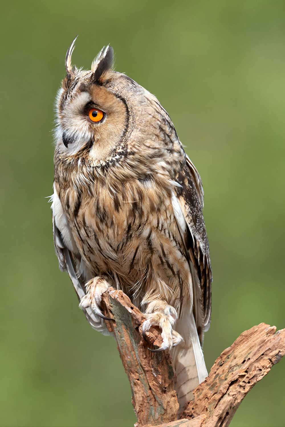 Marianne Doornbos-Veenstra (1)