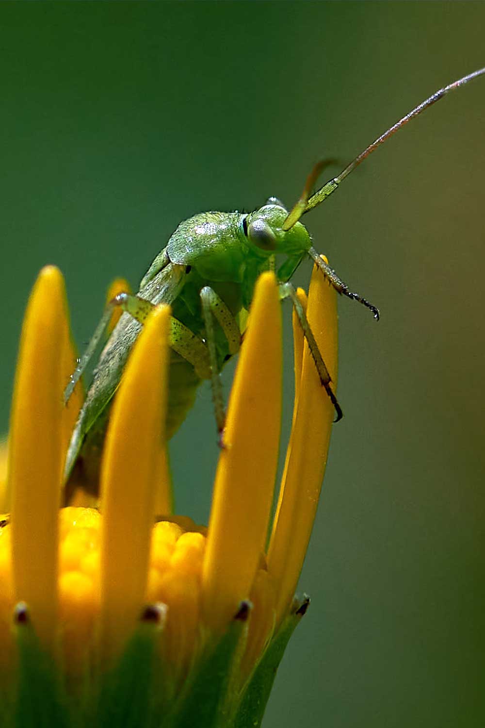 Marianne Doornbos-Veenstra (2)