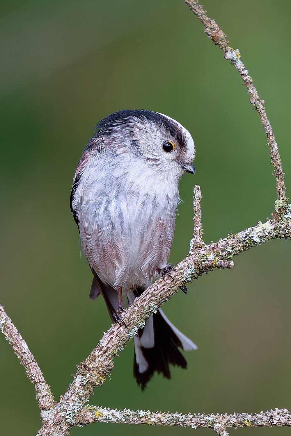Marianne Doornbos-Veenstra (3)